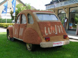 tapijteend
